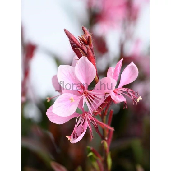 Évelő díszgyertya - Gaura lindheimeri 'Steffi Blush Pink'