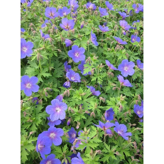 Himalájai gólyaorr - Geranium himalayense