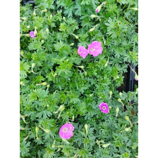 Gólyaorr - Geranium sanguineum 'Max Frei'