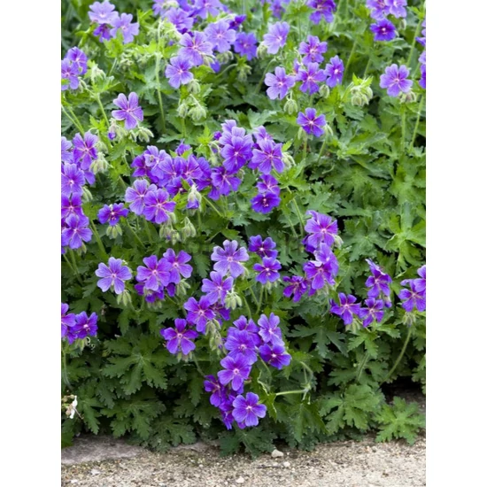 Gólyaorr - Geranium clarkei 'Kashmir Blue'