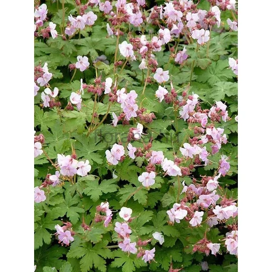 Illatos gólyaorr - Geranium macrorrhizum 'Ingwersen's Variety'