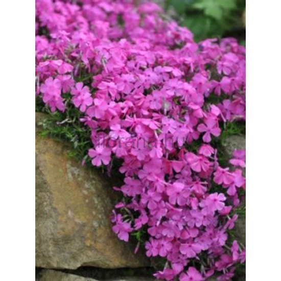 Árlevelű lángvirág - Phlox subulata 'Mac Daniel's Cushion'