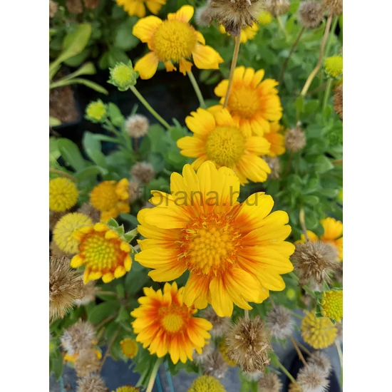 Kokárdavirág - Gaillardia aristata 'Arizona Apricot'