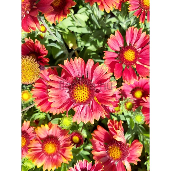 Kokárdavirág - Gaillardia aristata 'Arizona Red Shades'