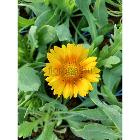 Kokárdavirág - Gaillardia grandiflora 'Mesa Peach'