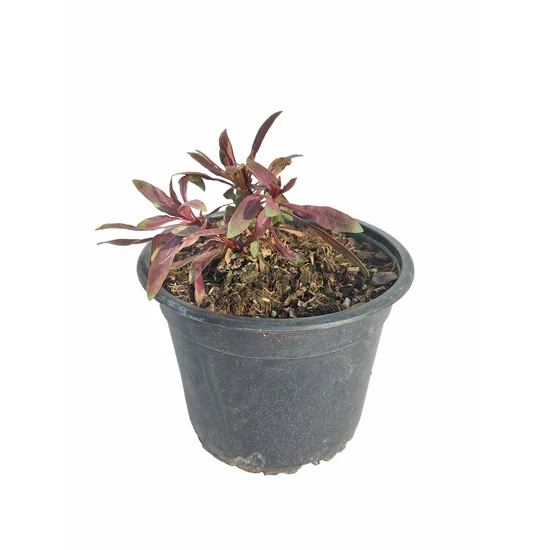 Évelő díszgyertya - Gaura lindheimeri 'Siskiyou Pink'