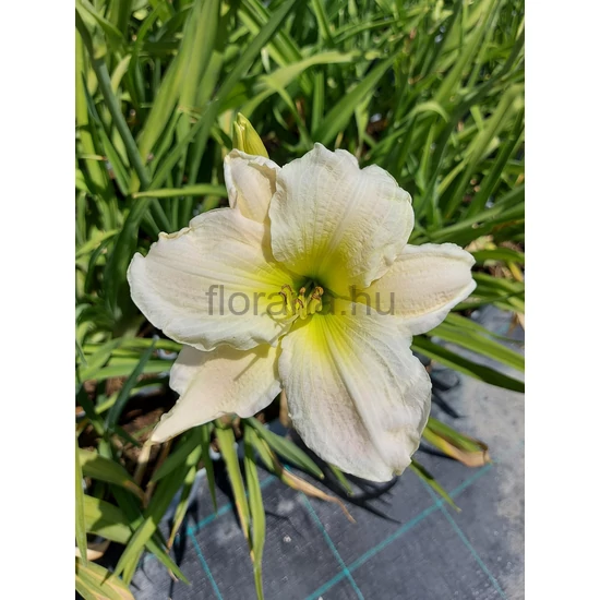 Sásliliom - Hemerocallis 'Gentle Shepherd'