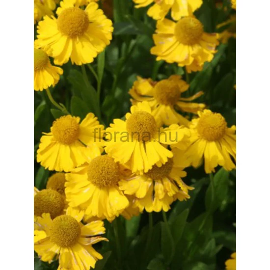 Napfényvirág - Helenium autumnale 'Pumilum Magnificum'