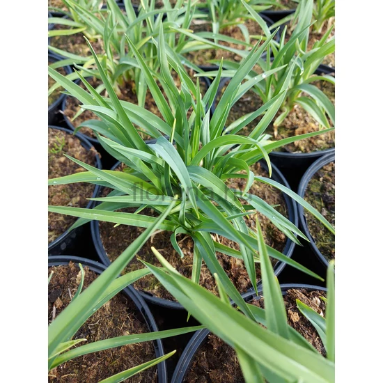 Sásliliom - Hemerocallis 'Stella d'Oro'