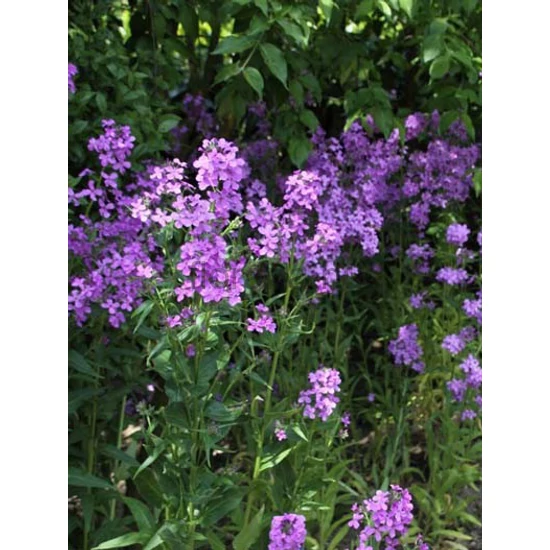 Hölgyestike - Hesperis matronalis 'Violet'
