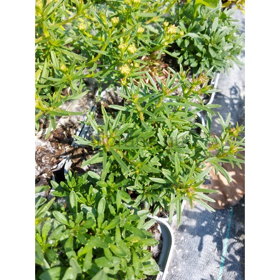 Örökzöld tatárvirág - Iberis sempervirens 'Schneeflocke'