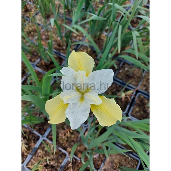 Szibériai nőszirom - Iris sibirica 'Chartreuse Bounty'