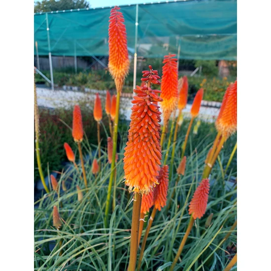 Fáklyaliliom - Kniphofia 'Alcazar'