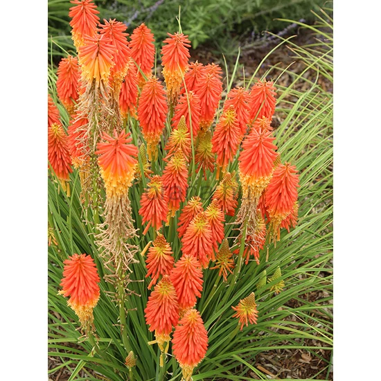 Fáklyaliliom - Kniphofia 'Papaya Popsicle'