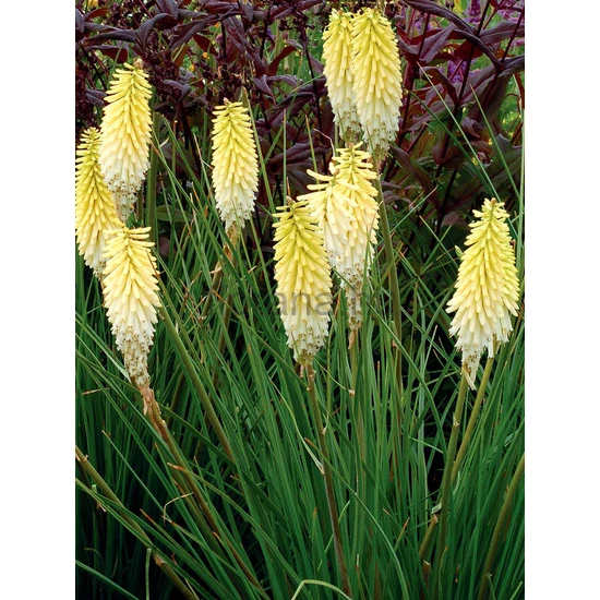 Fáklyaliliom - Kniphofia 'Pineapple Popsicle'