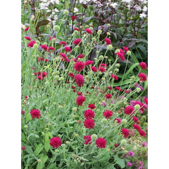 Varfű - Knautia macedonica 'Mars Midget'