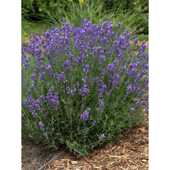 Levendula - Lavandula angustifolia 'Hidcote Blue'