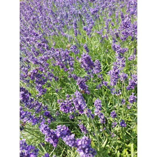 Levendula - Lavandula angustifolia 'Munstead'