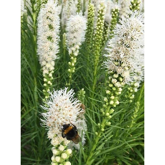 Füzéres díszcsorba - Liatris spicata 'Floristan White'