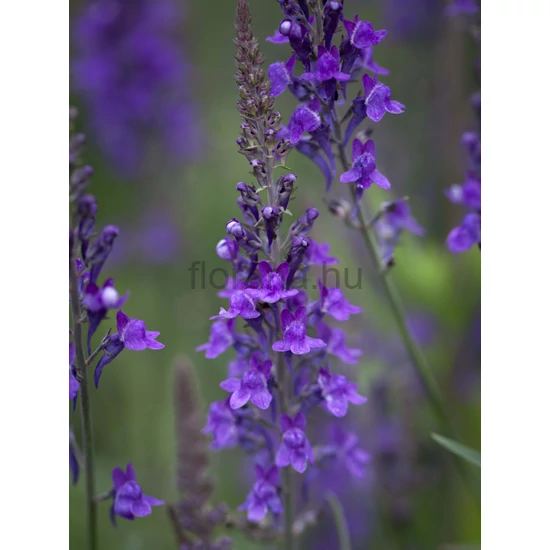 Lila gyújtoványfű - Linaria purpurea