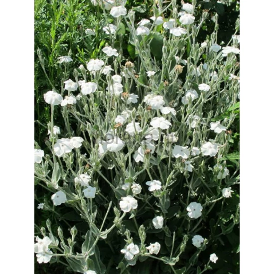 Bársonyos kakukkszegfű - Lychnis coronaria 'Alba'