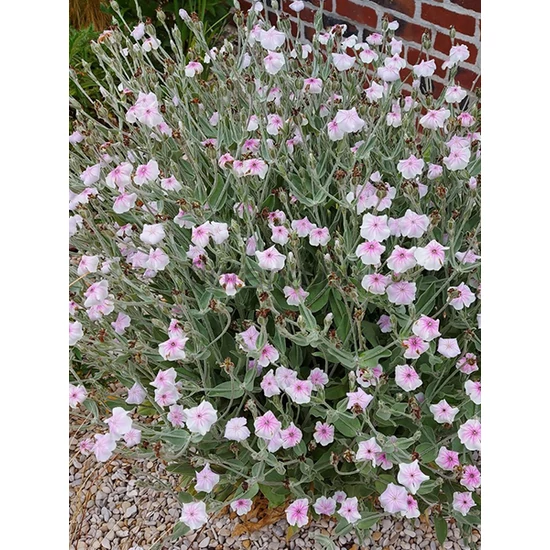 Bársonyos kakukkszegfű - Lychnis coronaria 'Oculata'