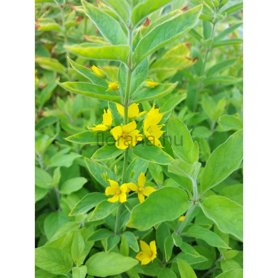 Pettyegetett lizinka - Lysimachia punctata