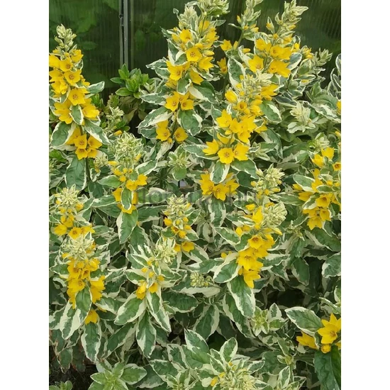 Pettyegetett lizinka - Lysimachia punctata 'Alexander'