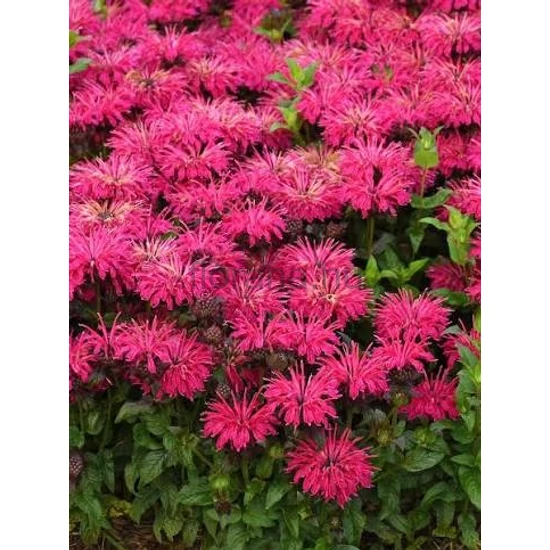 Méhbalzsam - Monarda didyma 'Leading Lady Pink'