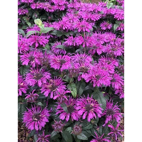 Méhbalzsam - Monarda didyma 'Leading Lady Plum'