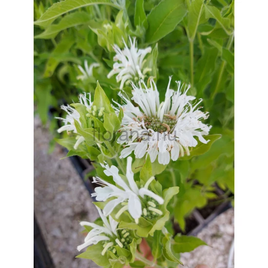 Méhbalzsam - Monarda hybrida 'Schneewittchen'