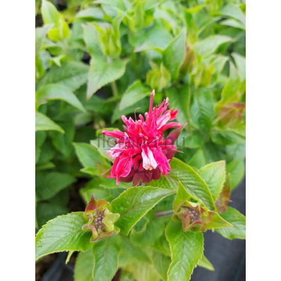 Méhbalzsam - Monarda didyma 'Pocahontas Red Rose'
