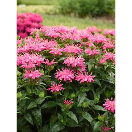 Méhbalzsam - Monardy didyma 'Pocahontas Pink'