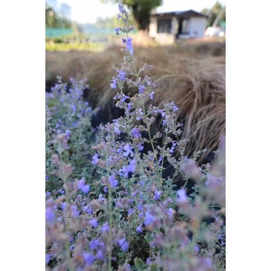 Macskamenta - Nepeta x faassenii 'Six Hill's Giant'