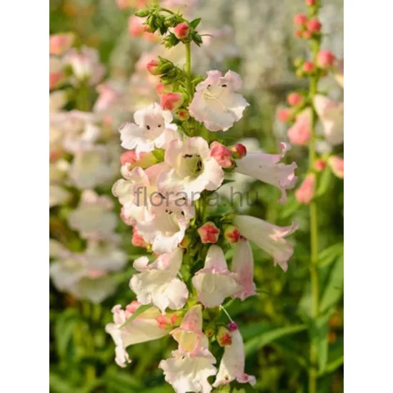 Bugatölcsér - Penstemon hartwegii 'Phoenix Appleblossom'