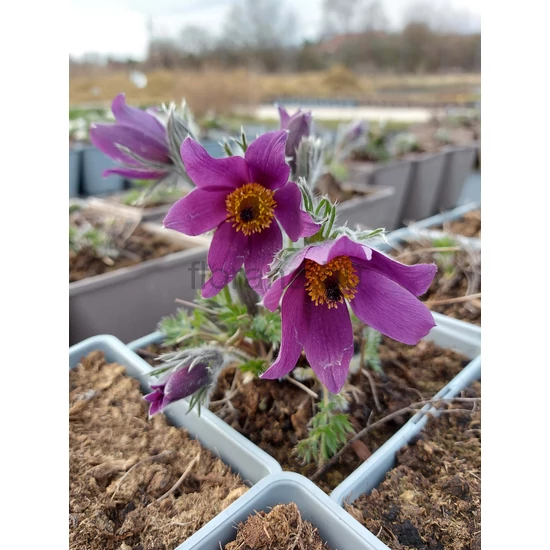 Nyugati kökörcsin - Pulsatilla vulgaris