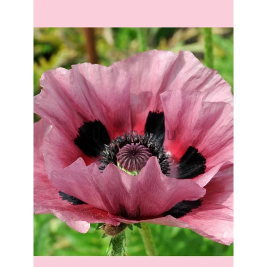 Díszmák - Papaver orientale 'Patty's Plum'