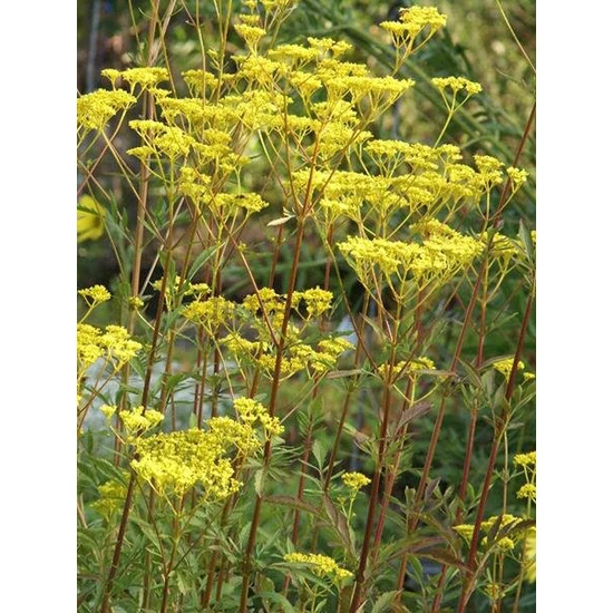 Aranycsipke - Patrinia scabiosifolia