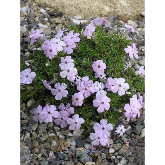 Törpe lángvirág - Phlox douglasii 'Lilac Cloud'