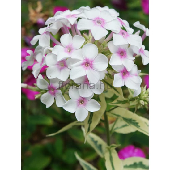 Bugás lángvirág - Phlox paniculata 'Nora Leigh'