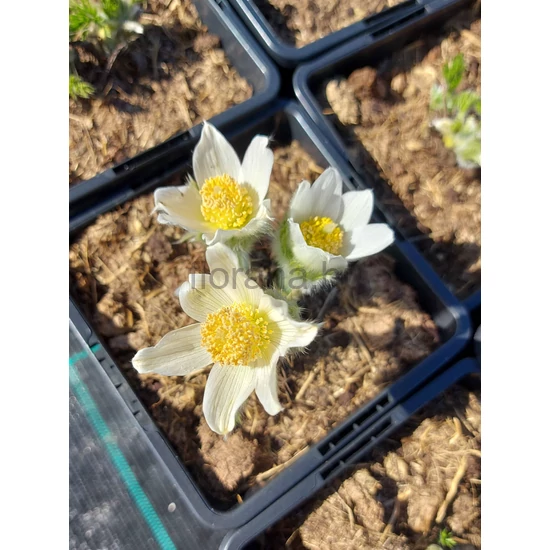 Nyugati kökörcsin - Pulsatilla vulgaris 'Alba'