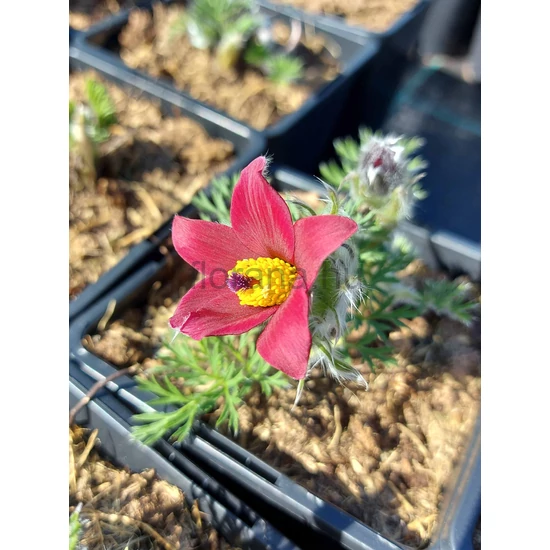 Nyugati kökörcsin - Pulsatilla vulgaris 'Rubra'