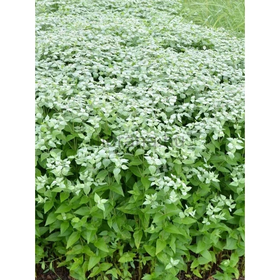 Hegyi menta - Pycnanthemum muticum