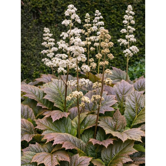 Sárgás tópartifű - Rodgersia podophylla 'Braunlaub'