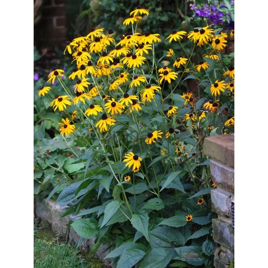 Pompás kúpvirág - Rudbeckia fulgida 'Goldsturm'