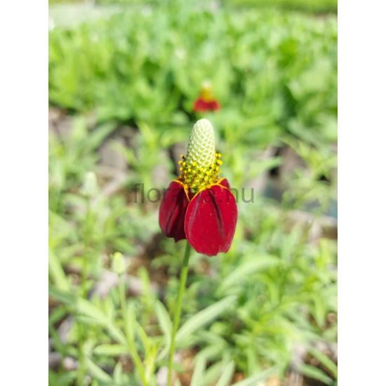 Préri kúpvirág - Ratibida columnifera 'Red Midget'