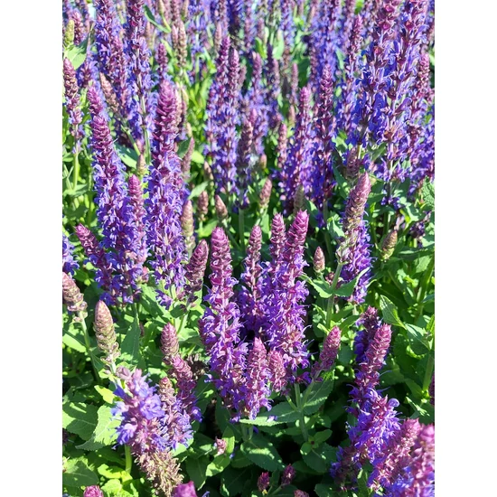 Ligeti zsálya - Salvia x superba 'Bordeau Deep Blue'