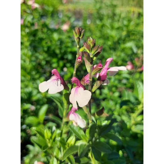 Kislevelű zsálya - Salvia microphylla 'Delice Gold and Wine'