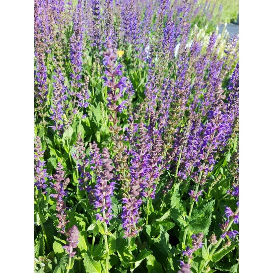 Ligeti zsálya - Salvia nemorosa 'Mainacht'