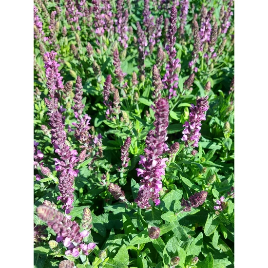 Ligeti zsálya - Salvia nemorosa 'Merleau Rose'